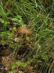 8 pictures - Vlada Romashina Mushroom Hunting